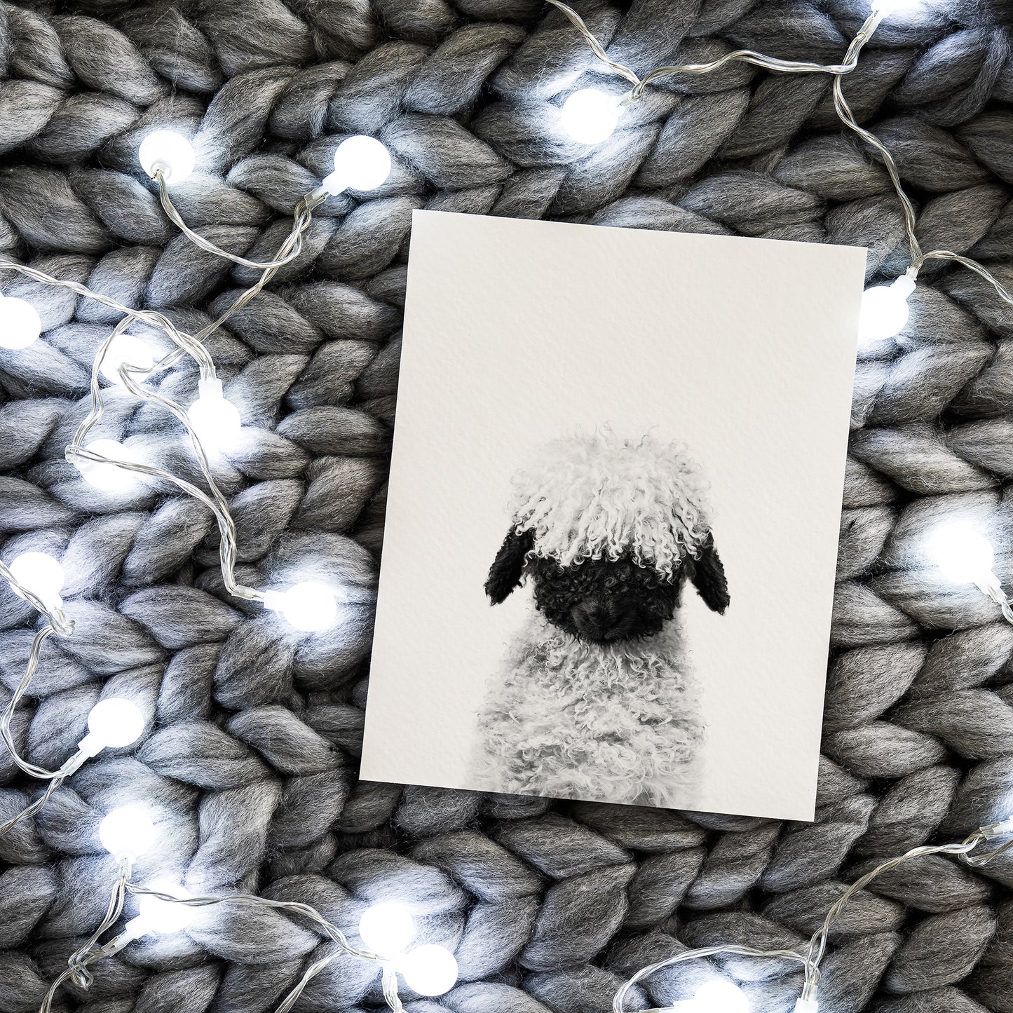 Black and White Lamb Blacknose Wall Art