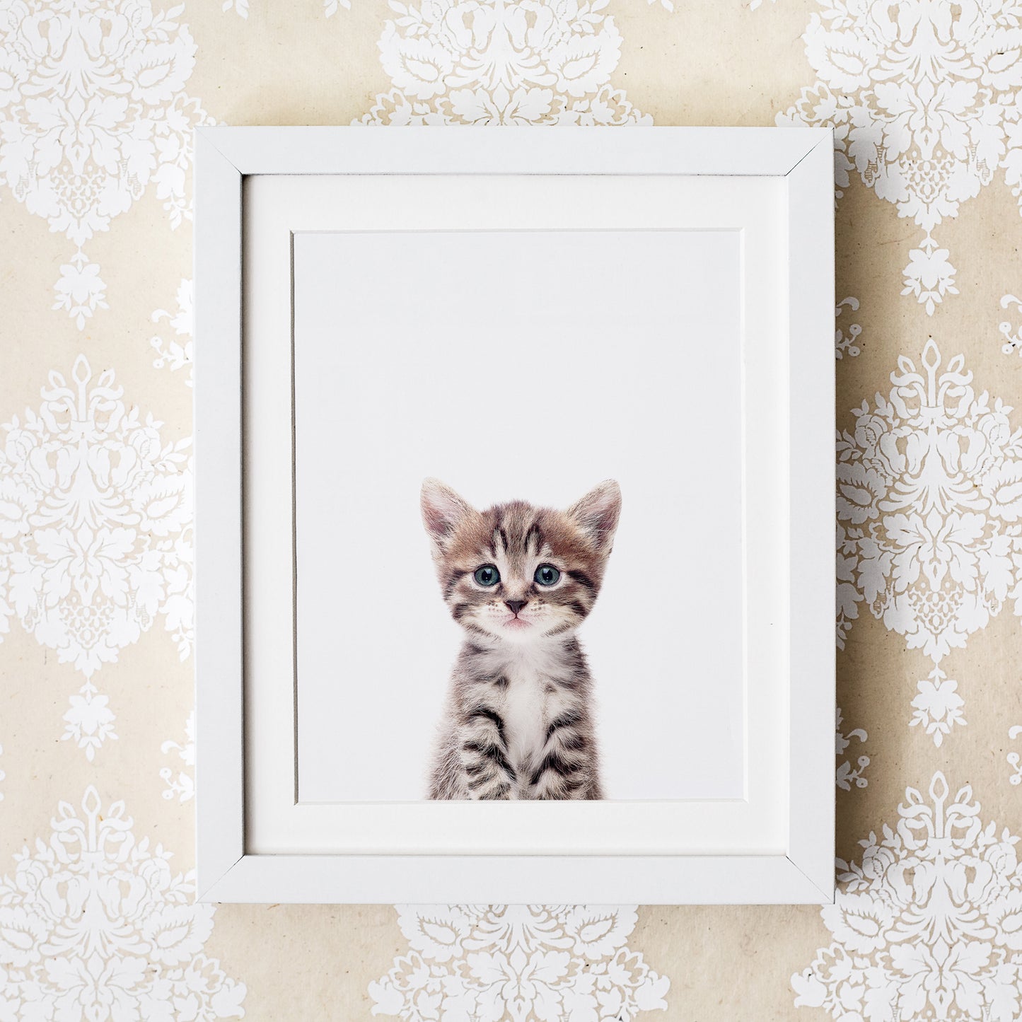 Baby Cat Wall Art Print