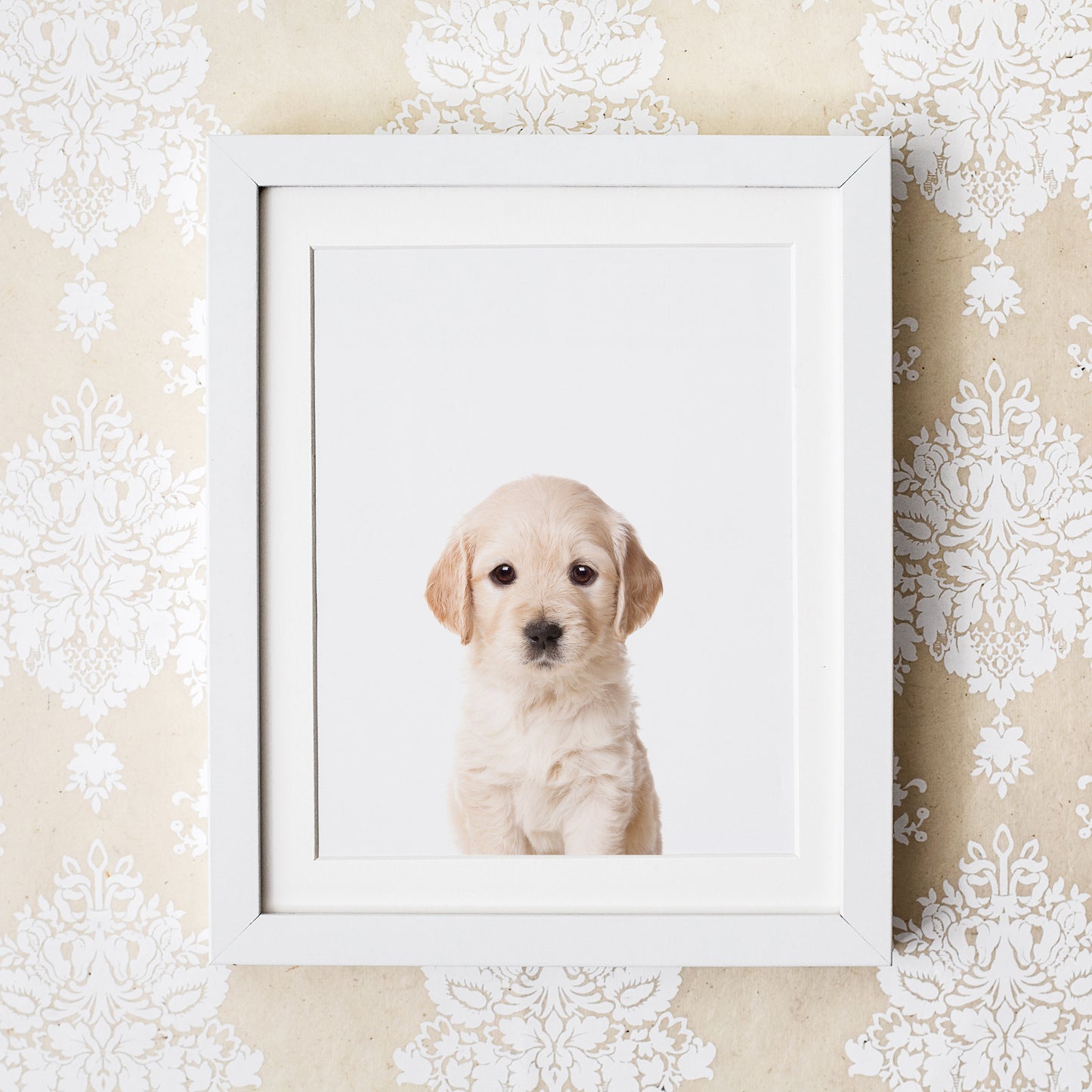 Baby Golden Retriever Wall Art Print