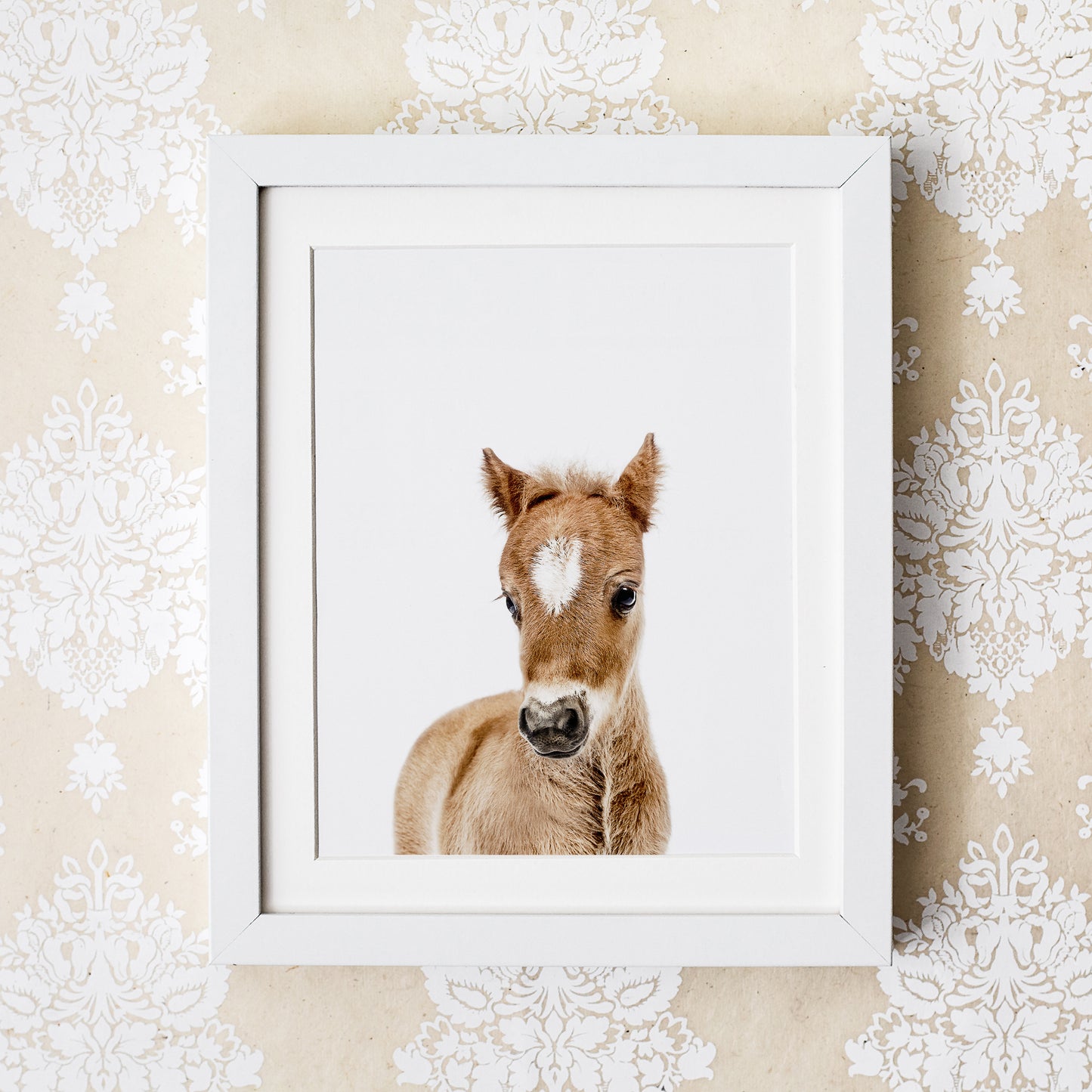 Baby Horse Wall Art Print