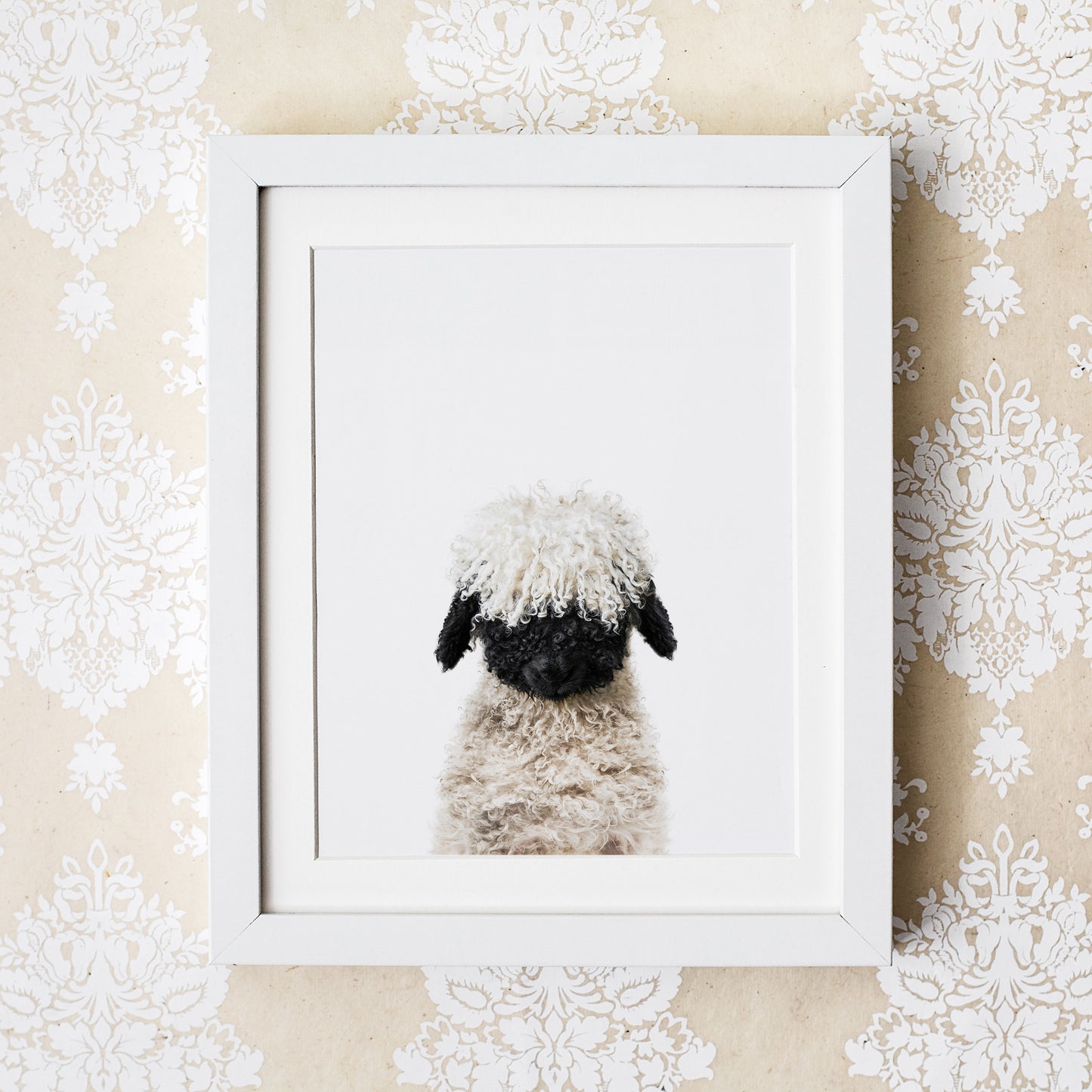 Baby Lamb Blacknose Art Print