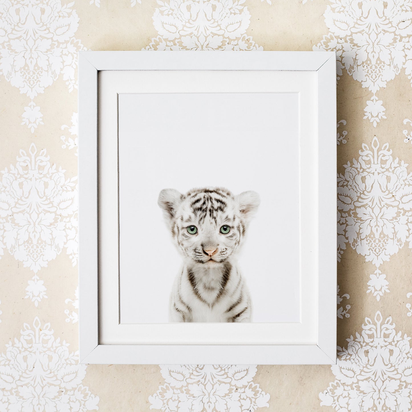 Baby White Tiger Wall Art Print