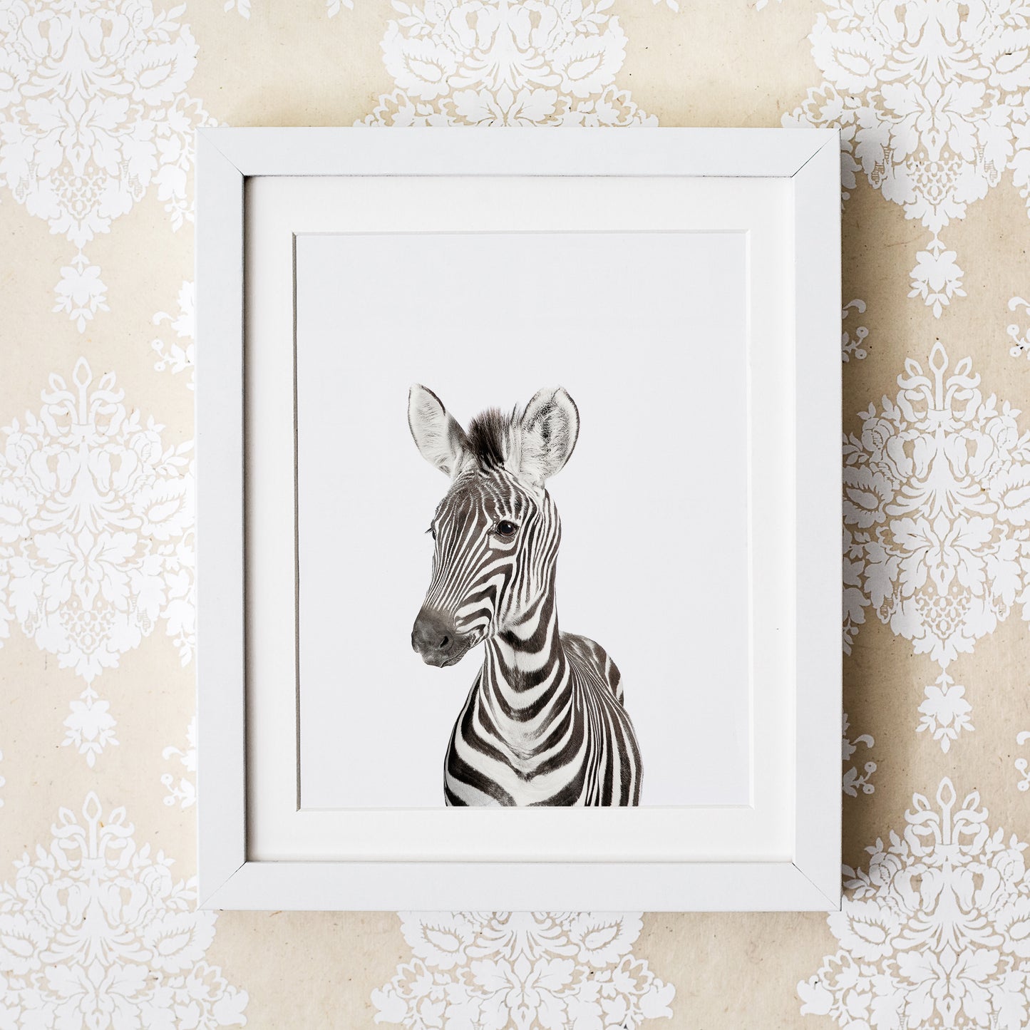 Baby Zebra Wall Art Print