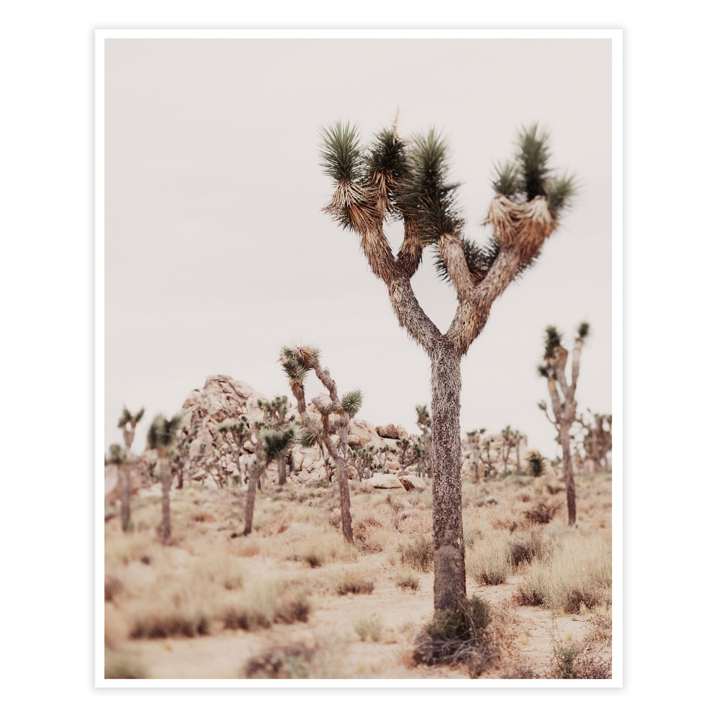Joshua tree fine art photography