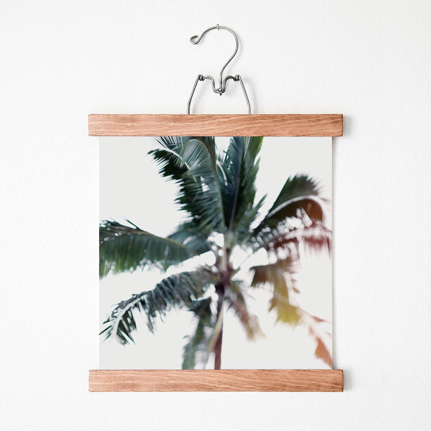 palm tree fine art photography