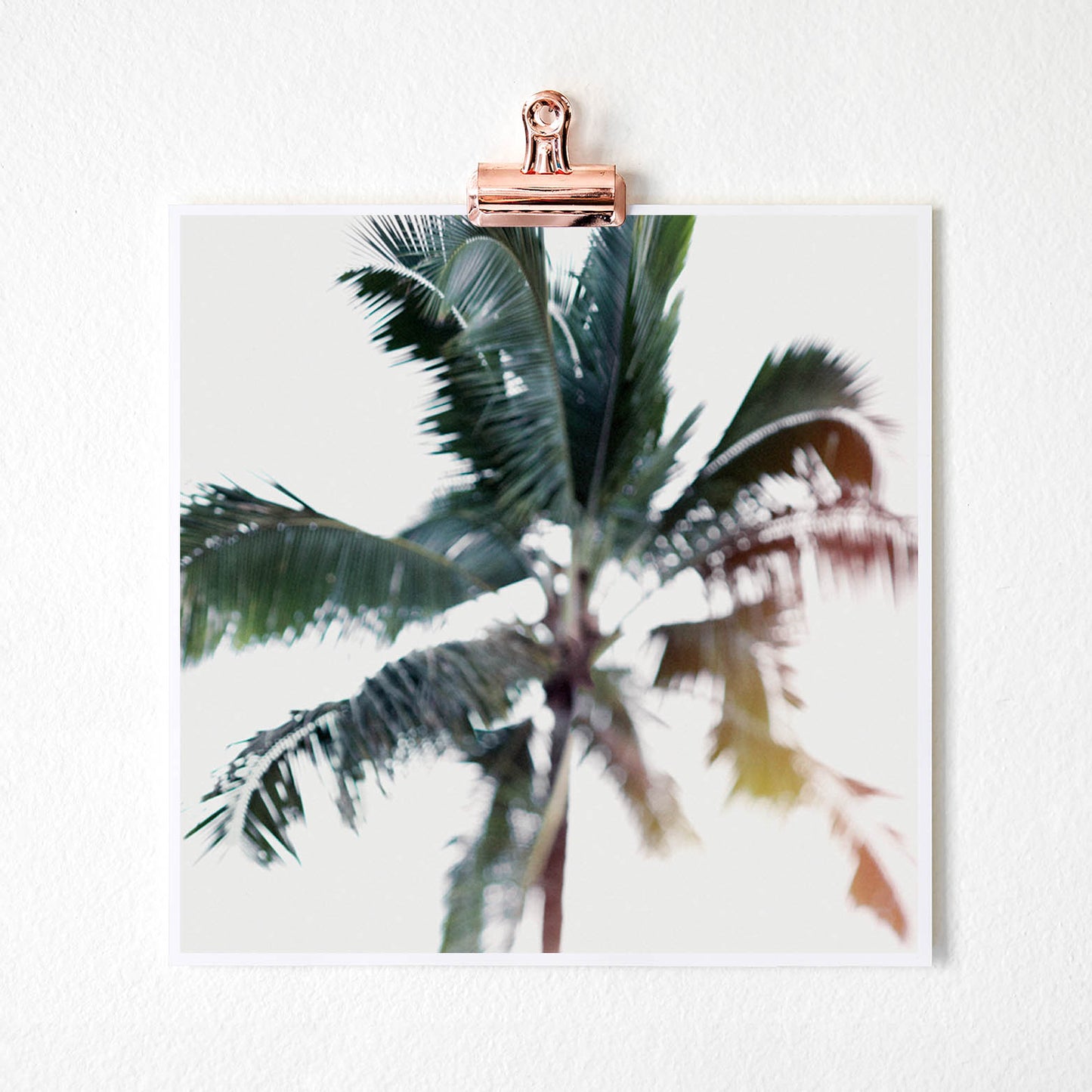palm tree fine art photography