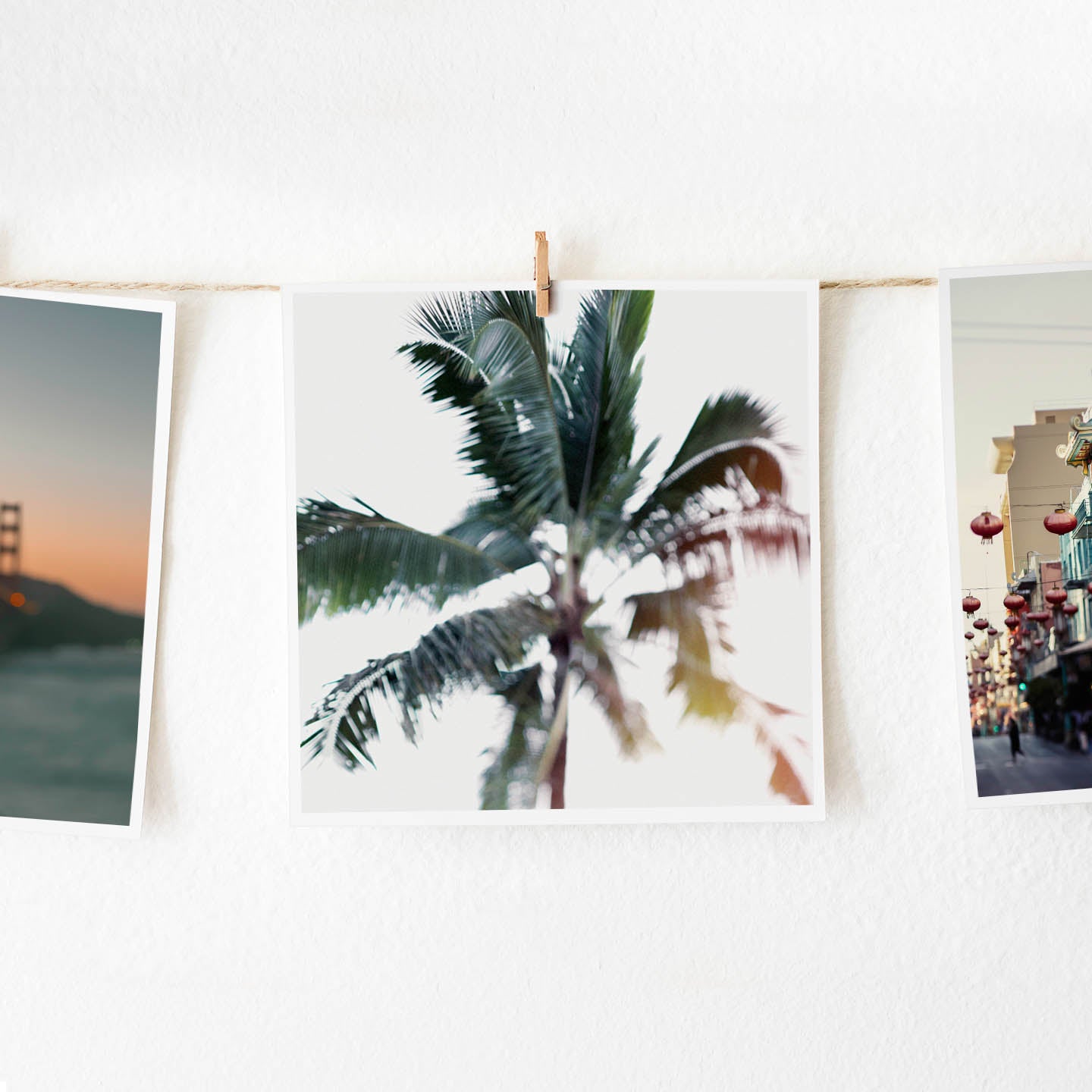 palm tree fine art photography