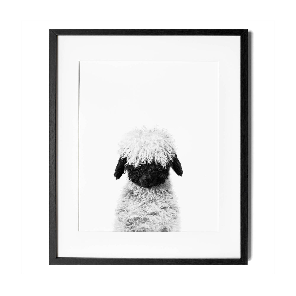 Black and White Lamb Blacknose Wall Art