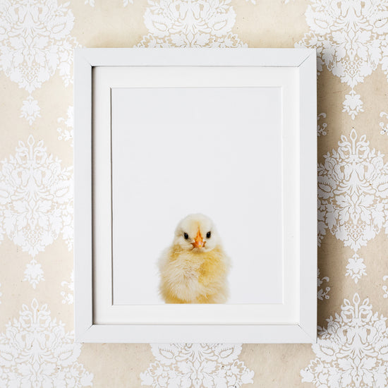 Baby Chick Wall Art Print