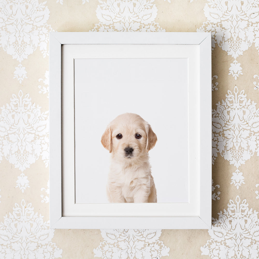 
                      
                        Baby Golden Retriever Wall Art Print
                      
                    