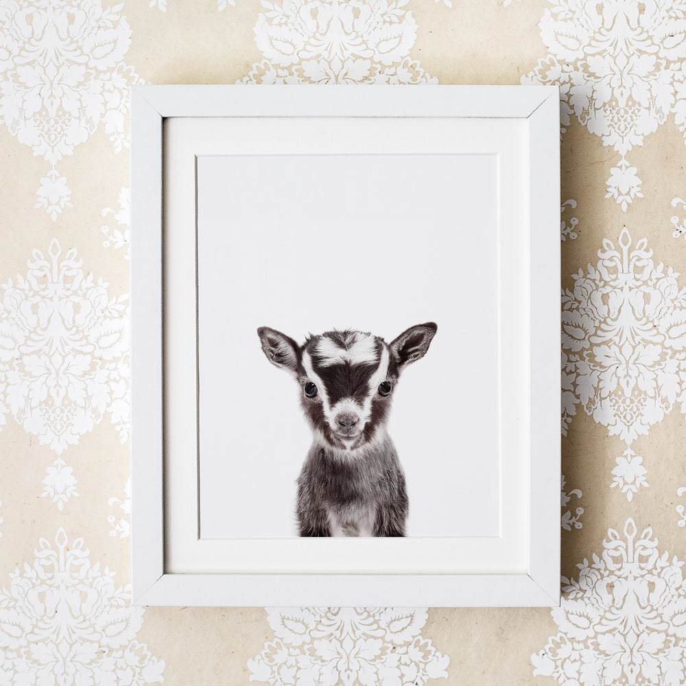 
                      
                        Baby Goat Wall Art Print
                      
                    