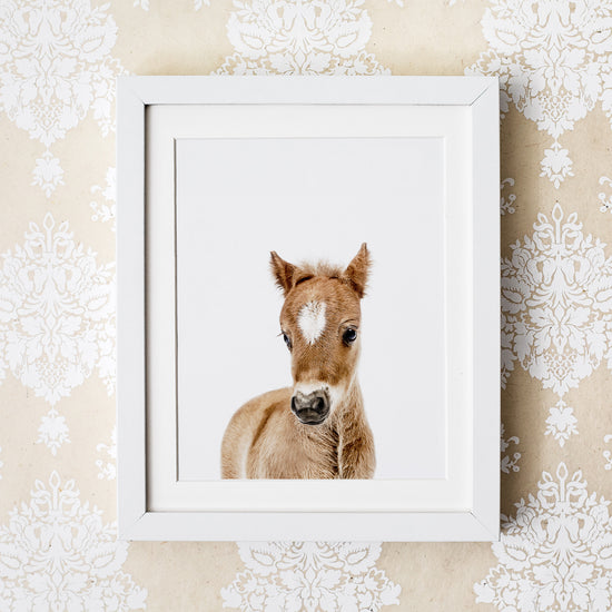 Baby Horse Wall Art Print