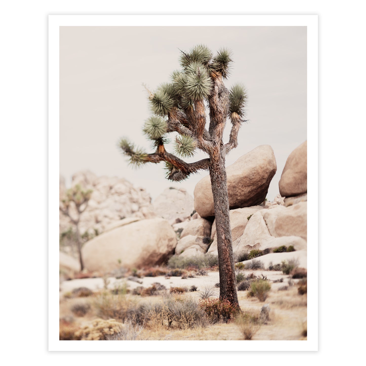 Joshua Tree Fine Art