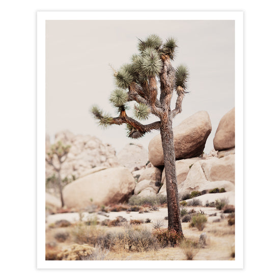 Load image into Gallery viewer, Joshua Tree Fine Art

