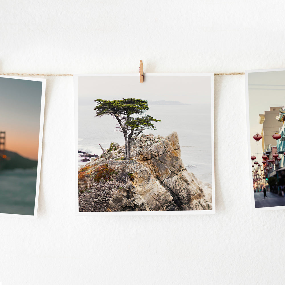 Lone Cypress Tree FINE ART 