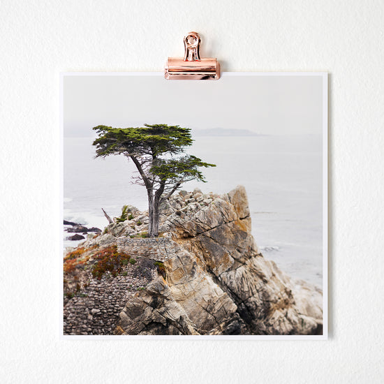 Lone Cypress Tree photography 