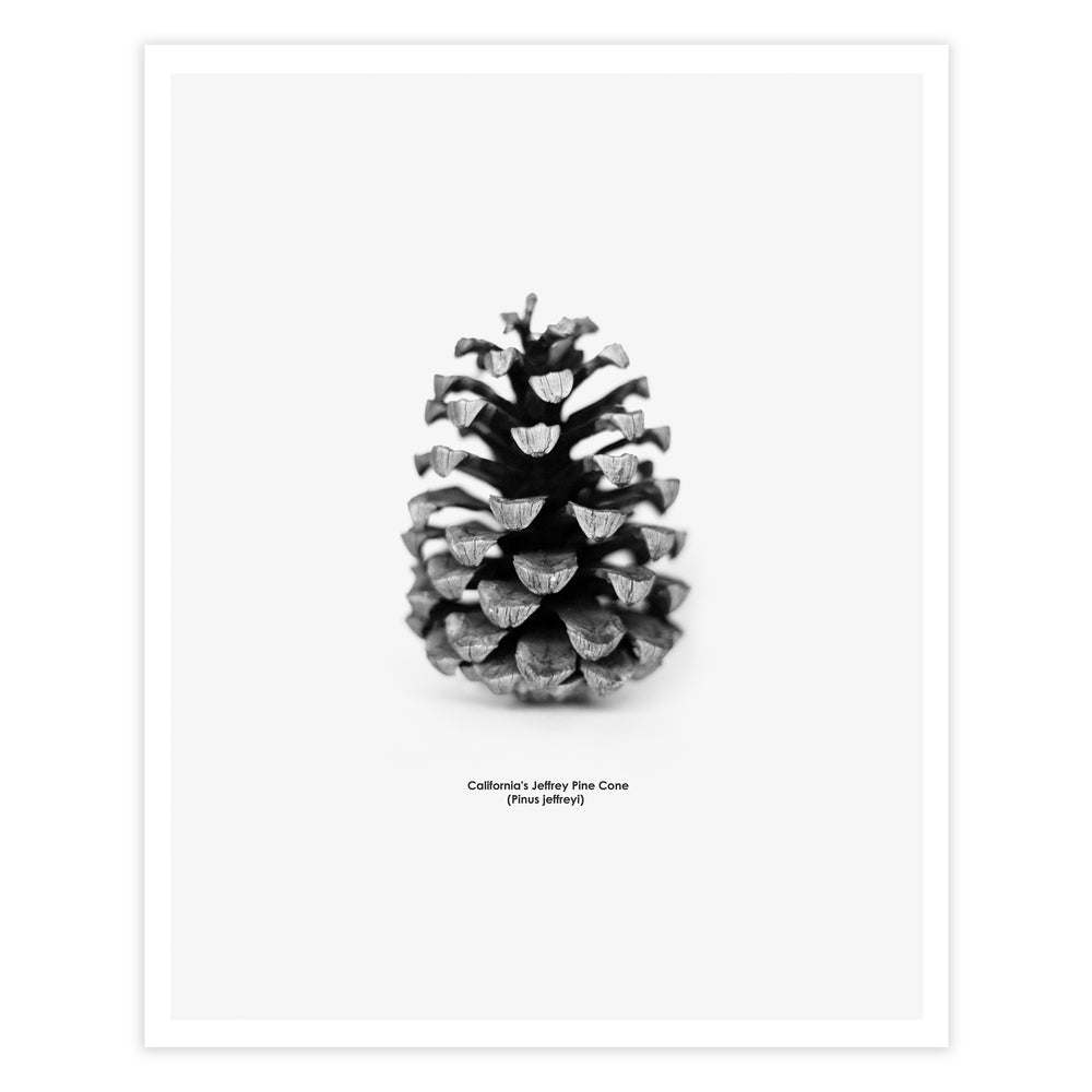 
                      
                        Pine Cone Scandinavian art print
                      
                    