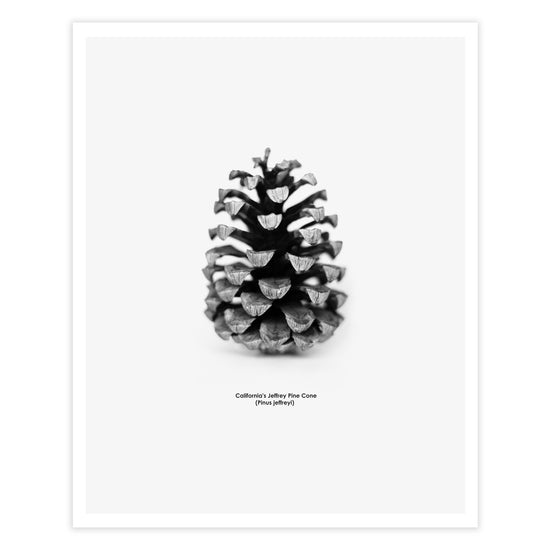 Pine Cone Scandinavian art print