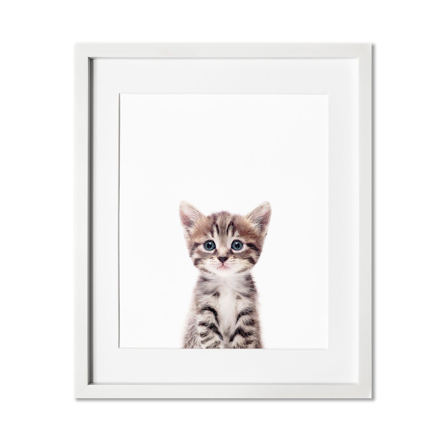 Baby Cat Wall Art Print