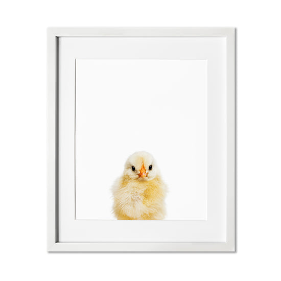 Baby Chick Wall Art Print
