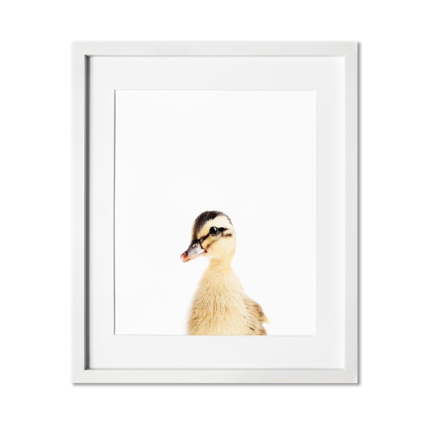 Baby Duck Wall Art Print