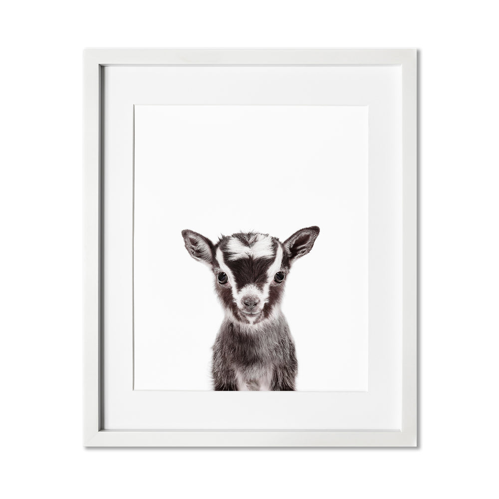 
                      
                        Baby Goat Wall Art Print
                      
                    