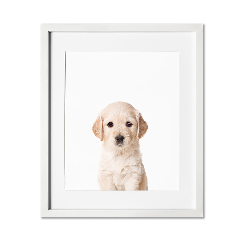 Baby Golden Retriever Wall Art Print