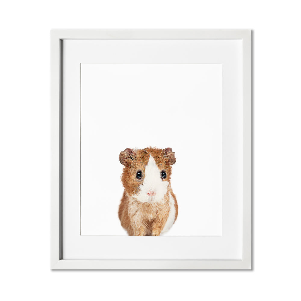 Baby Guinea Pig Wall Art Print