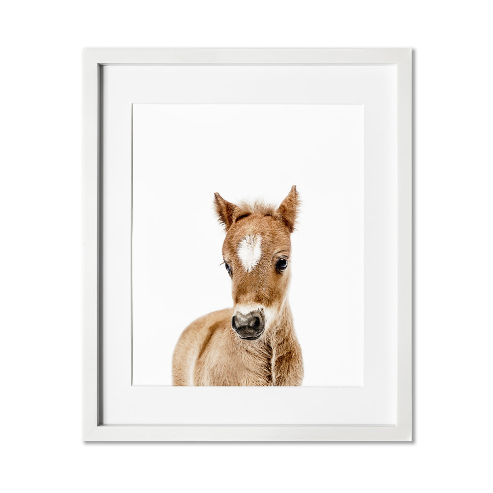 Baby Horse Wall Art Print