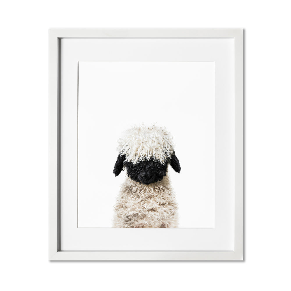 
                      
                        Baby Lamb Blacknose Wall Art Print
                      
                    