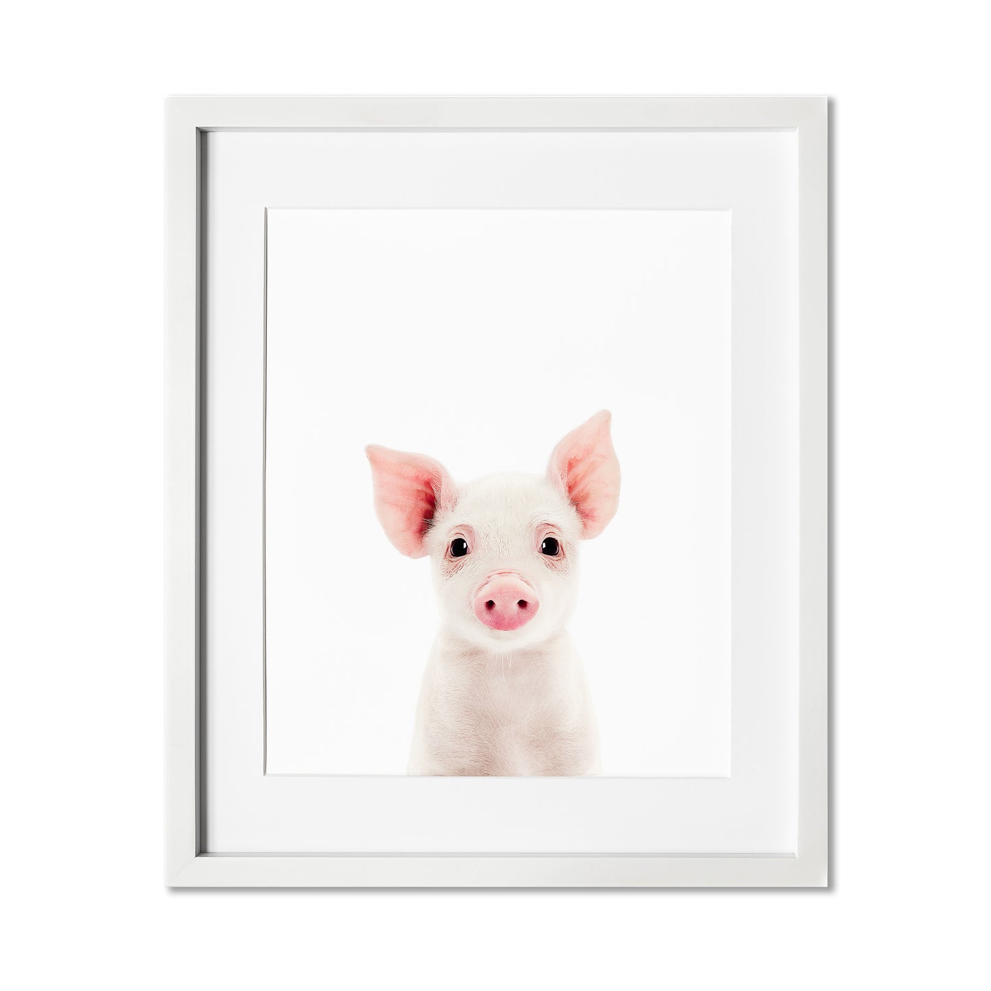 Baby Pig Wall Art Print