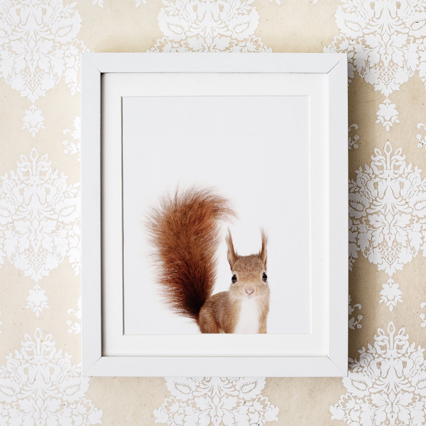 framed Baby Red Squirrel art print