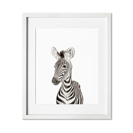 Baby Zebra Wall Art Print
