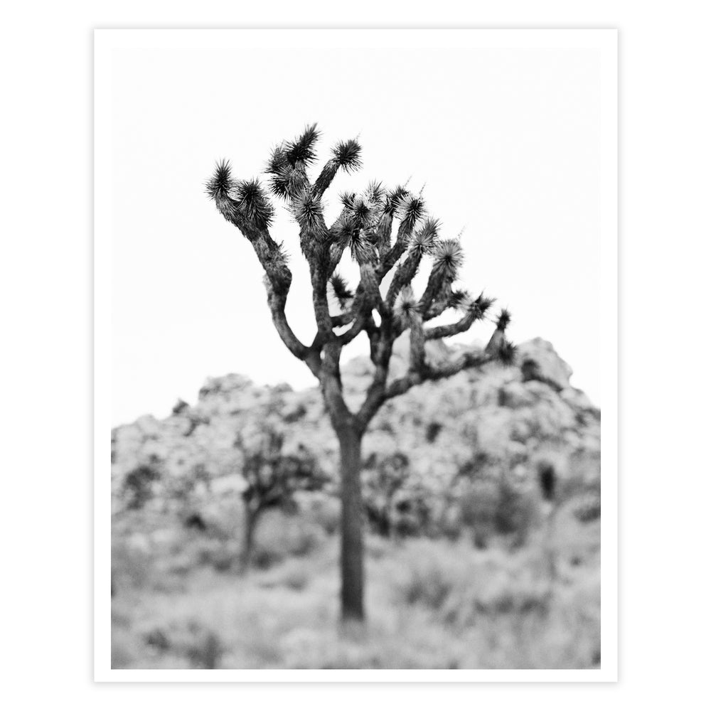 Joshua tree black and white art print