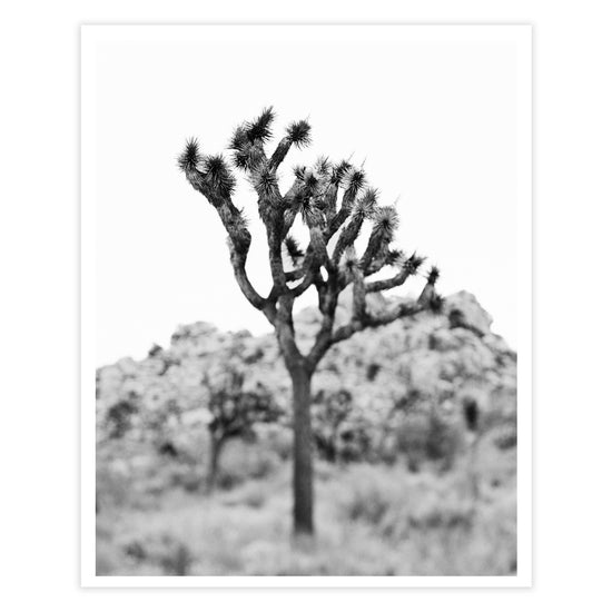 Joshua tree black and white art print