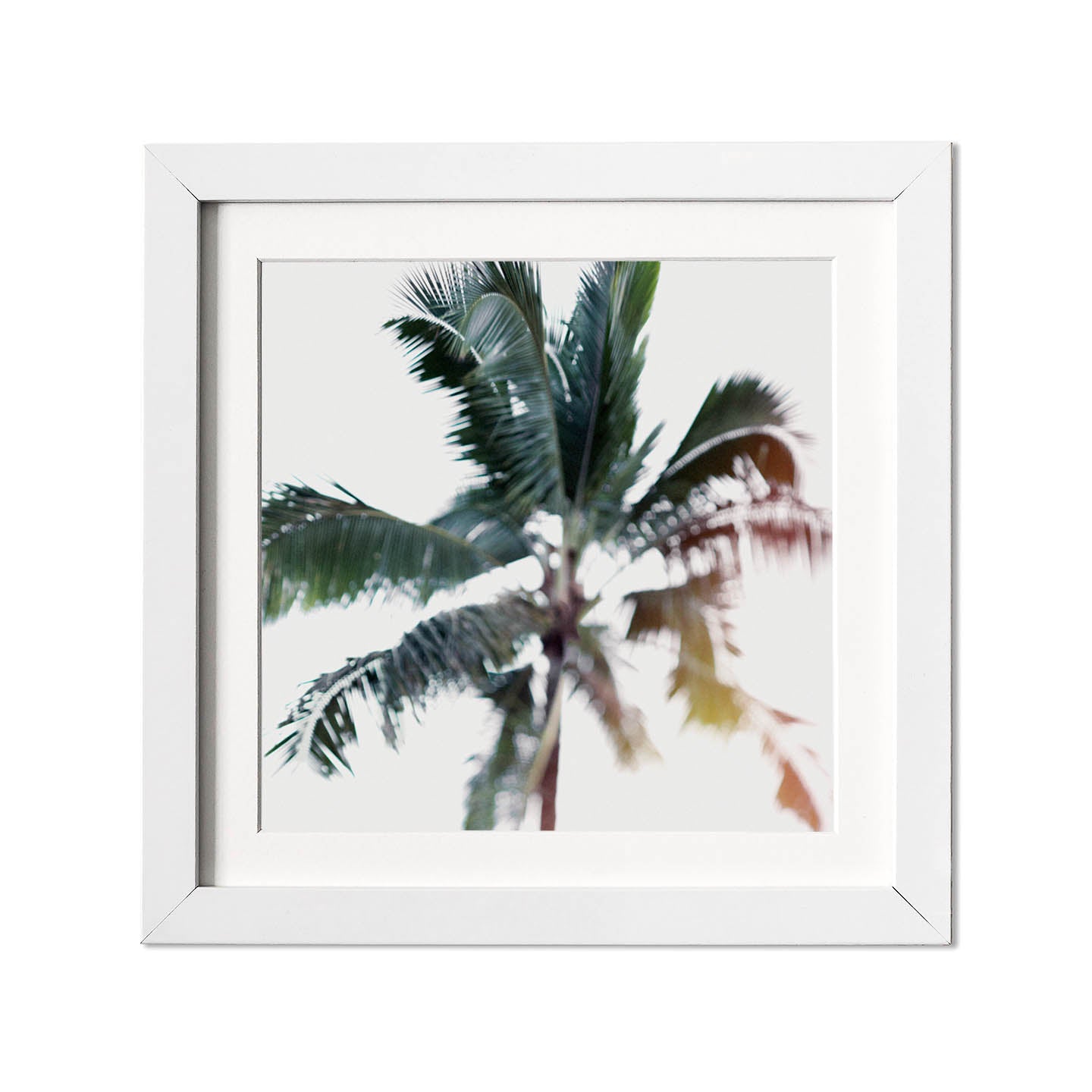 palm tree fine art photography